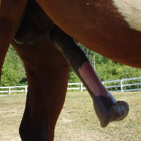 horsedoglover Avatar