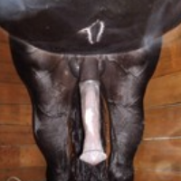 animal_slave99的化身