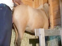 Mini Mare Pussy - Men Mare Beautiful sex - Bestialitylovers - Watch Free Porn Video
