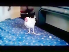 Animal Man Fucks Chicken - Guy Fucks Chicken