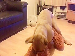 Cute Bunny Gets Her Tight Pussy Stretched