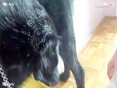 Dog and houswife