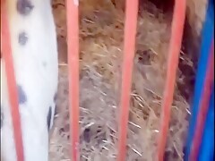 This girl fucked her parents' pig