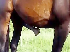 Horny horse