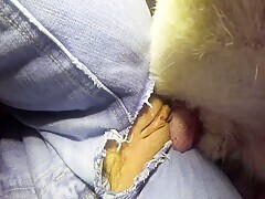 My dog ​​penetrated me through the slit of my pants