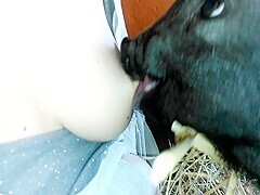 My pig is hungry