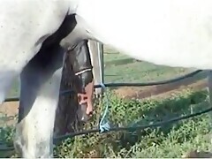 I love my horse's cock
