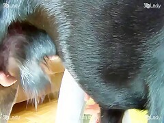 Morning Sensual Pov Blowjob From A Sexy Milf